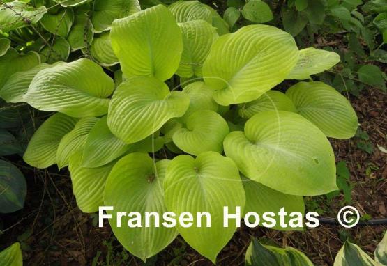 Hosta Golden Waffles